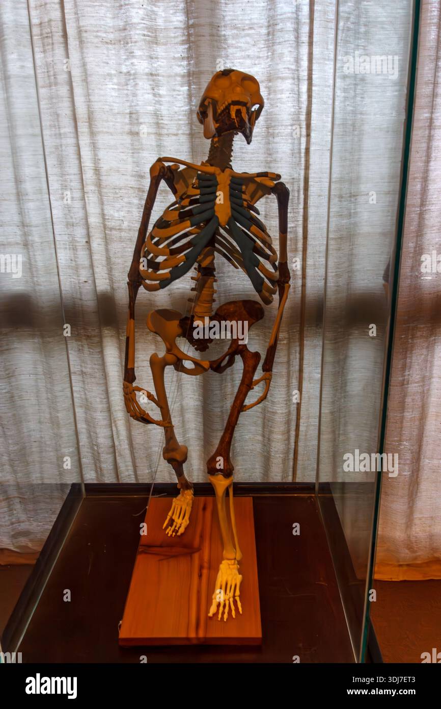 Skeletal cast of Lucy the famous Australopithecus afarensis hominin ...