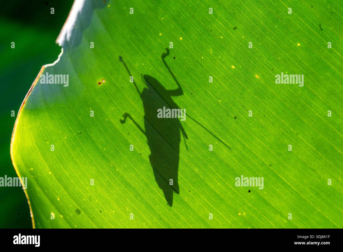 Peruvian insects hi-res stock photography and images - Alamy