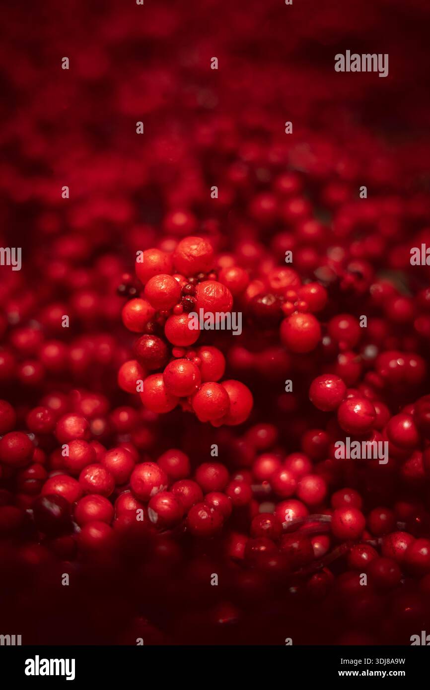 A full frame food background image of a bumper harvest of juicy redcurrant berries tightly packed together on a bush with copy space Stock Photo