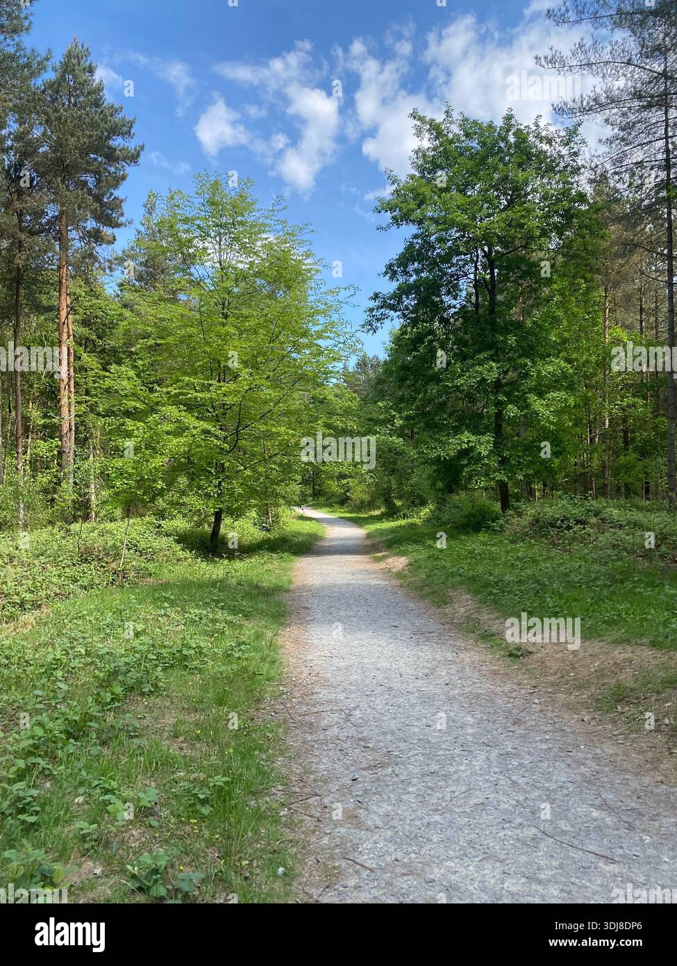 Pretty Forest - Smartphone Captured Stock Image