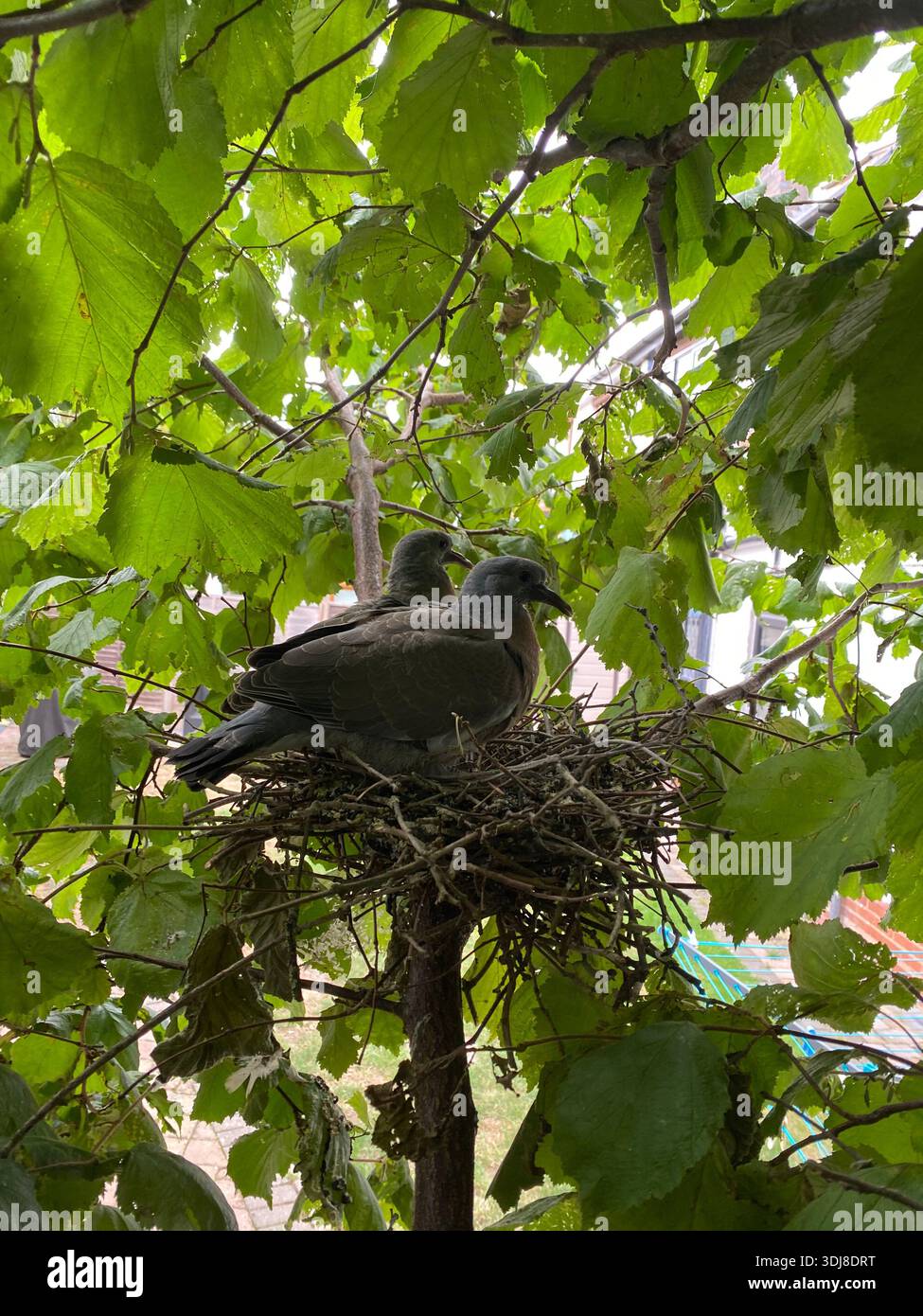 Pigeon Nest - Smartphone Captured Stock Image