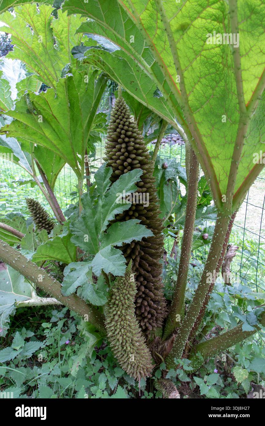 Nalca plant hi-res stock photography and images - Alamy
