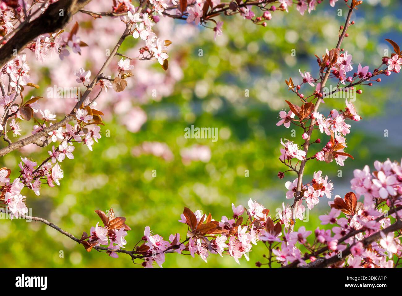 pink apple tree branch in blossom. rural fruit garden on spring sunny day. picturesque freshness in peaceful vegetation photography Stock Photo