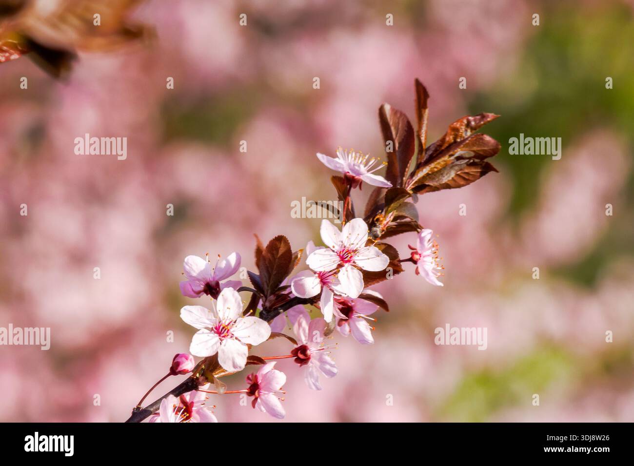 pink apple tree branch in blossom. rural fruit garden on spring sunny day. picturesque freshness in peaceful vegetation photography Stock Photo