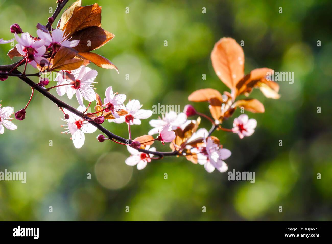 pink apple tree branch in blossom. rural fruit garden on spring sunny day. picturesque freshness in peaceful vegetation photography Stock Photo