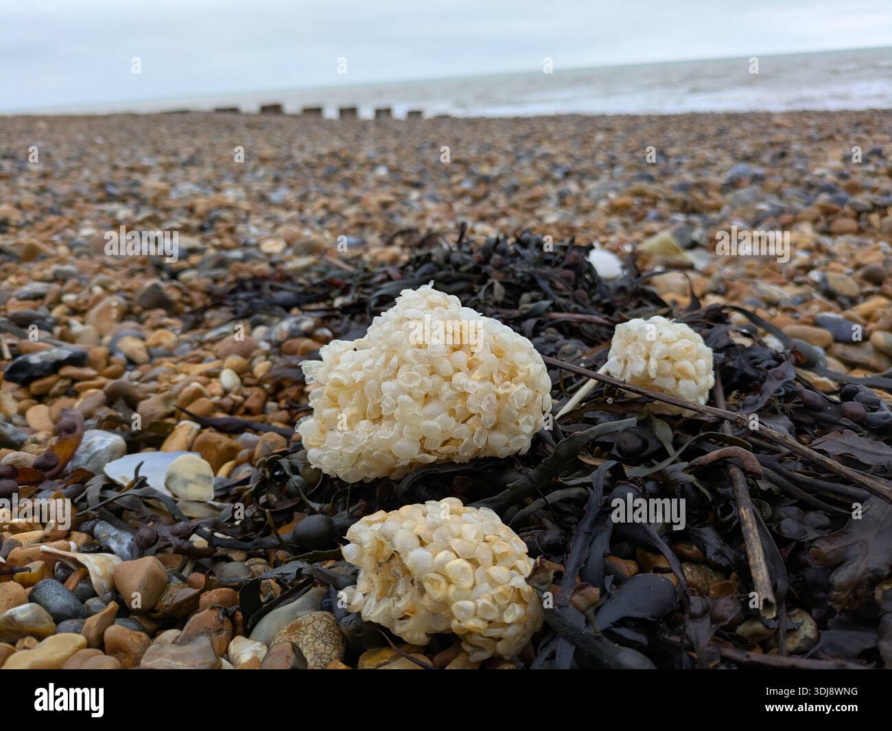 Common whelk (Buccinum undatum) egg cases (aka egg clouds / fisherman's soap) washed up a shingle beach in East Sussex, England, in January 2026. - Smartphone Captured Stock Image