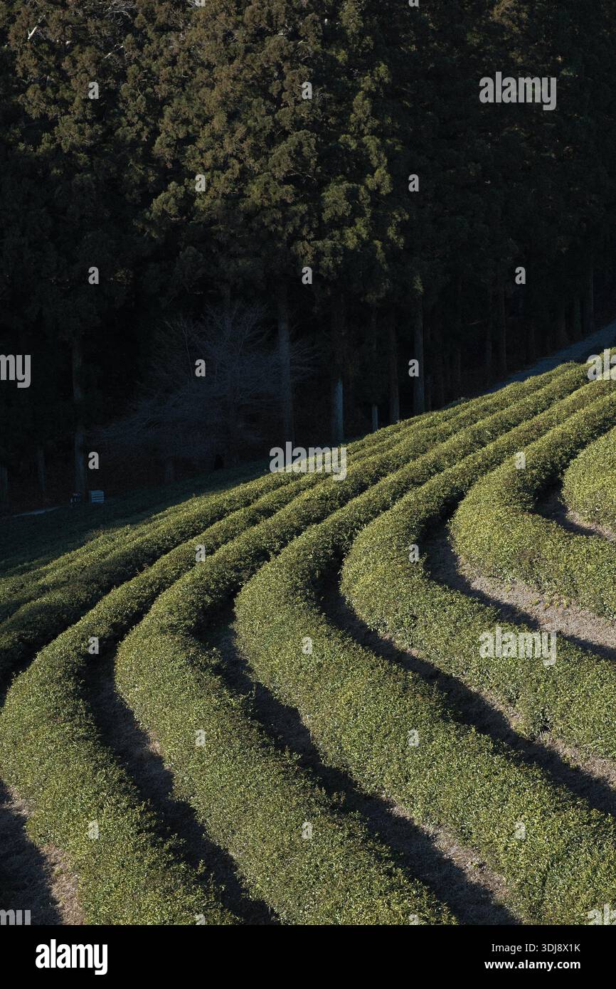 Curved rows green tea hi-res stock photography and images - Alamy
