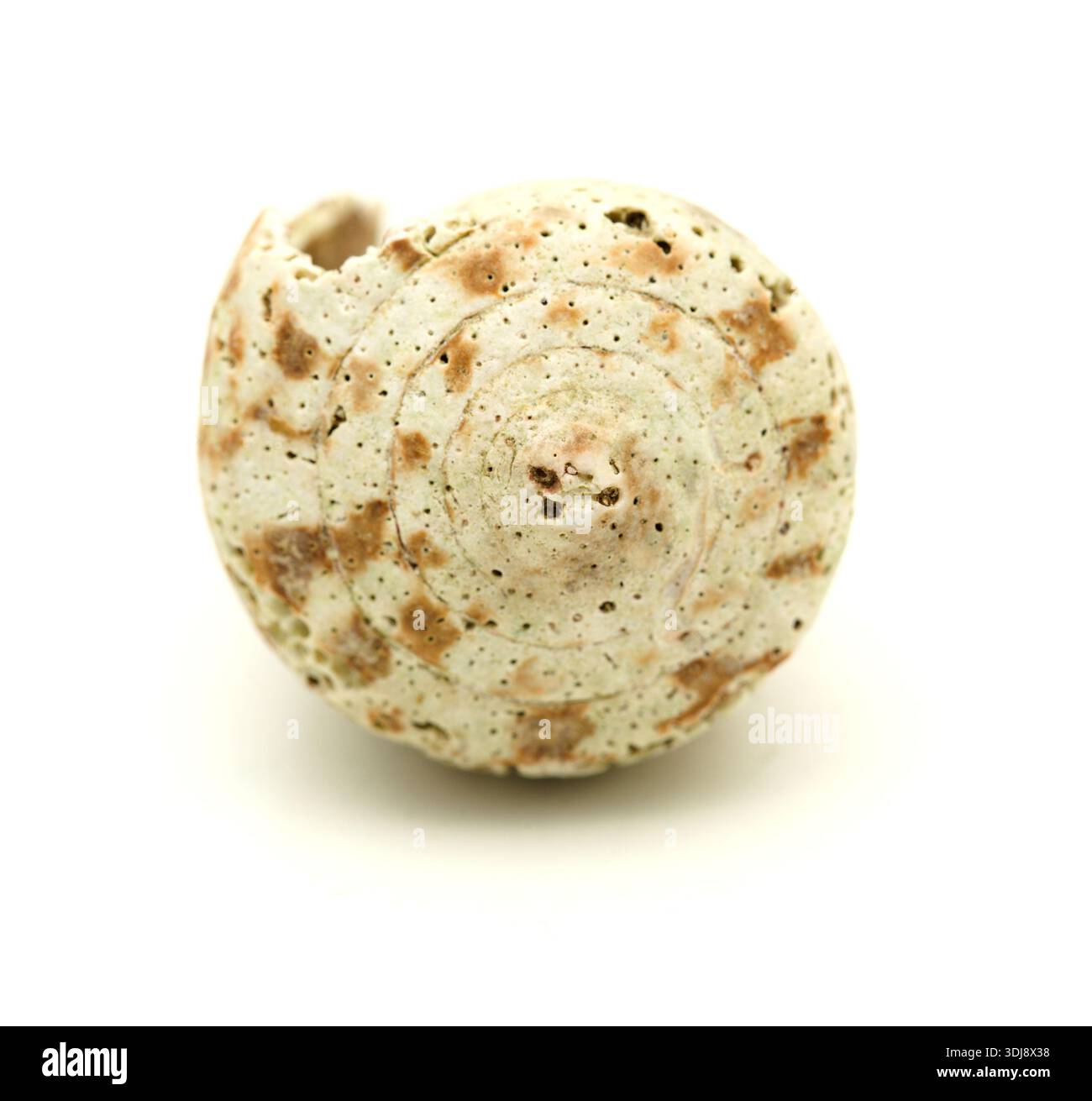 Fauna of Atlantic ocean around Gran Canaria - empty eroded Shell of ...