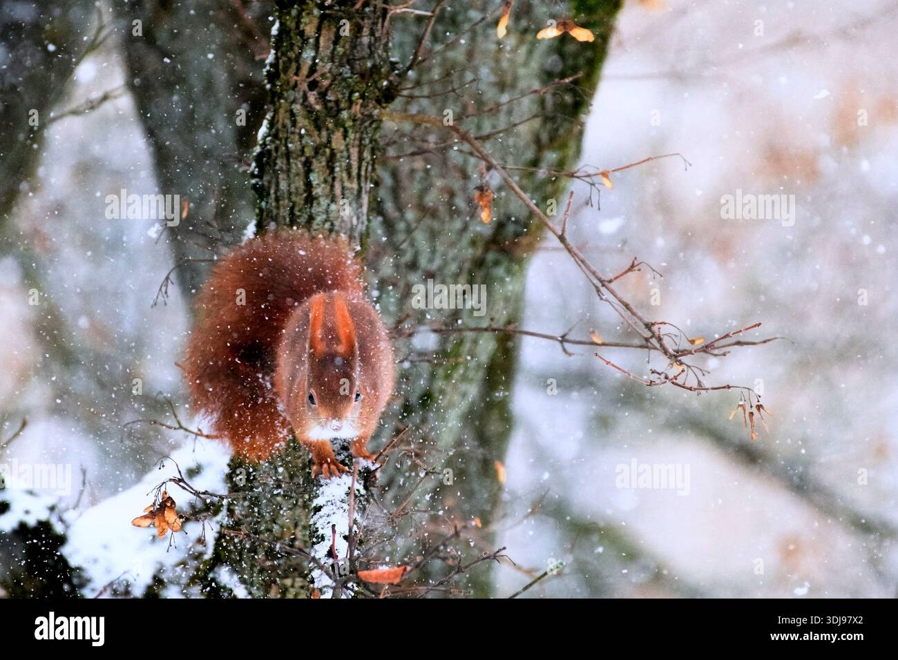 Red squirrel sitting on tree branch in snowy winter setting facing camera Stock Photo