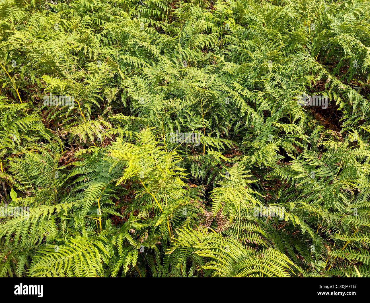 Forest green rich vegetation hi-res stock photography and images - Alamy