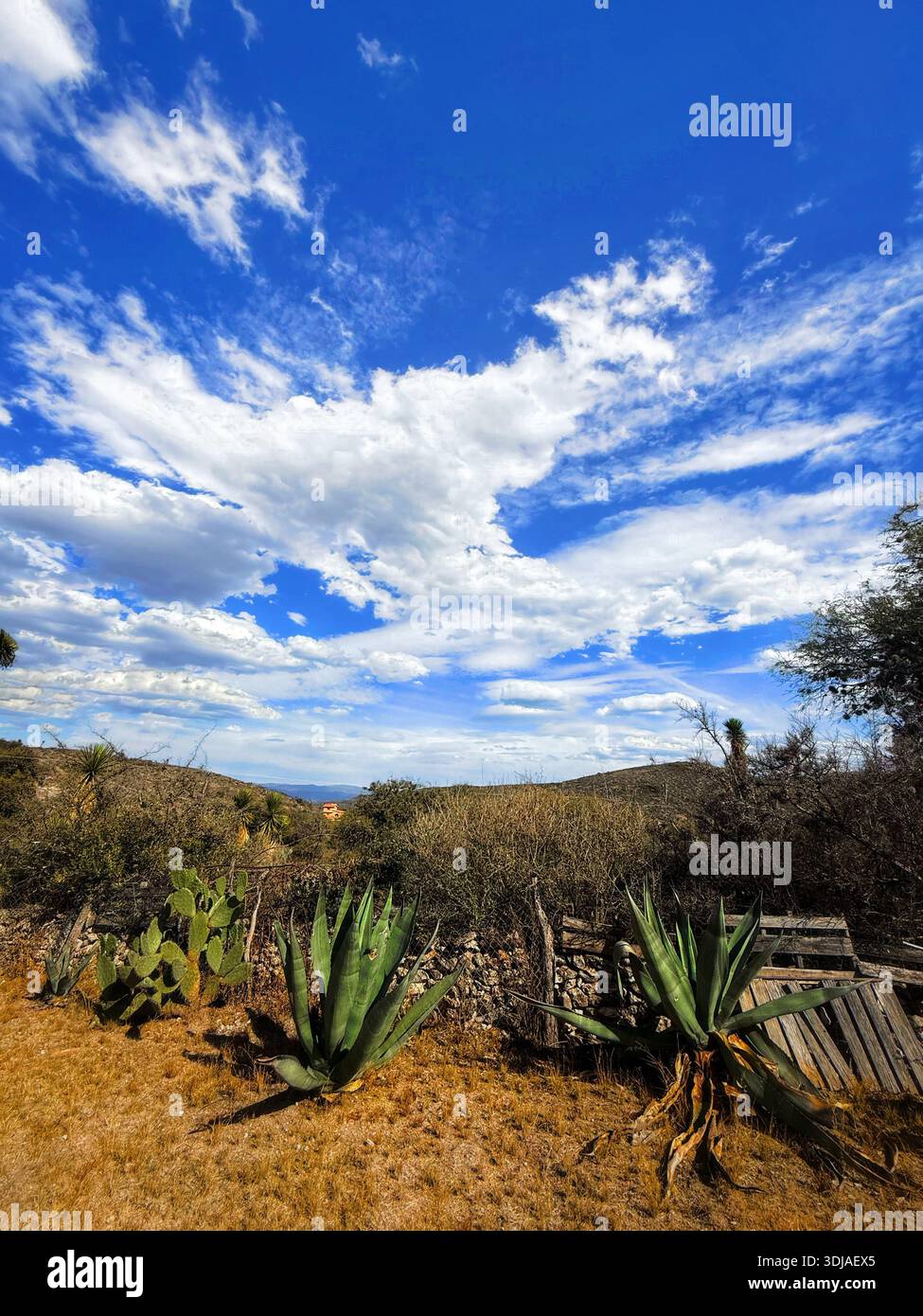 A vibrant landscape featuring cacti and shrubs under a bright blue sky with scattered clouds, perfect for nature lovers and outdoor enthusiasts - Smartphone Captured Stock Image