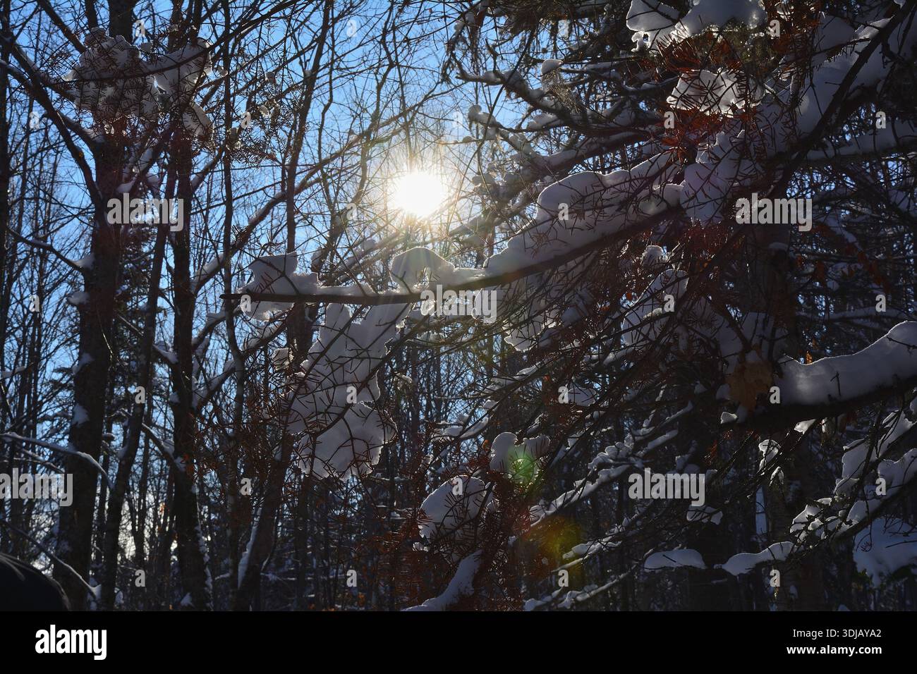 Winter Sun Glimmering Through Snow-Covered Pine Branches Stock Photo