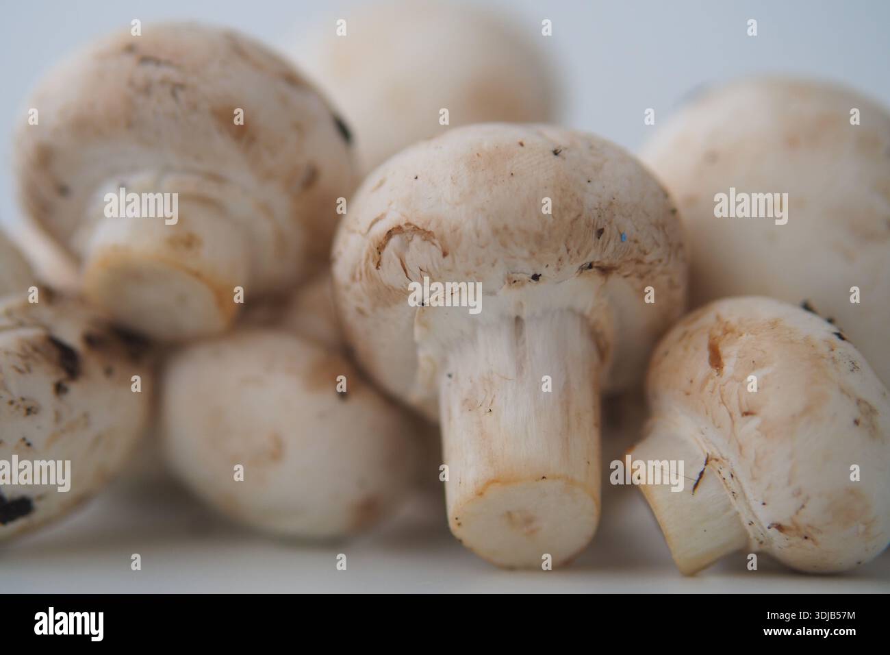 Mushrooms grouped together on a plain background Stock Photo