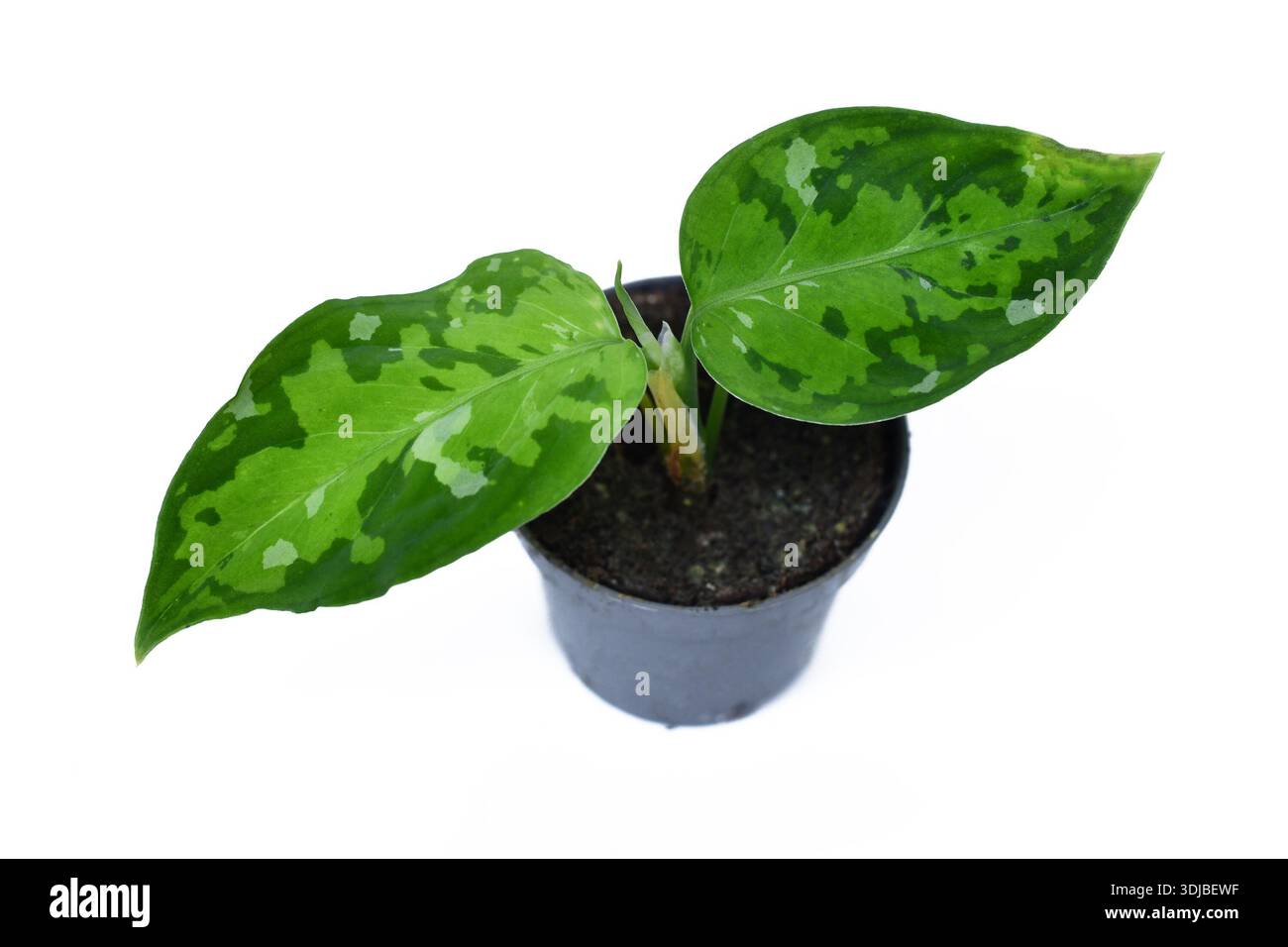 Patterned foliage hi-res stock photography and images - Alamy