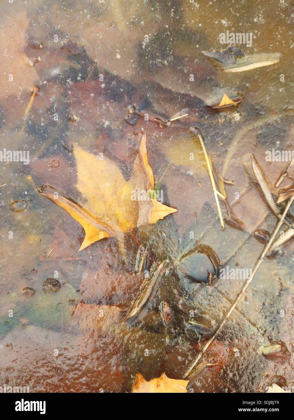 Plane Tree Leaves Trapped Under Thin Ice in a Winter Puddle Stock Photo