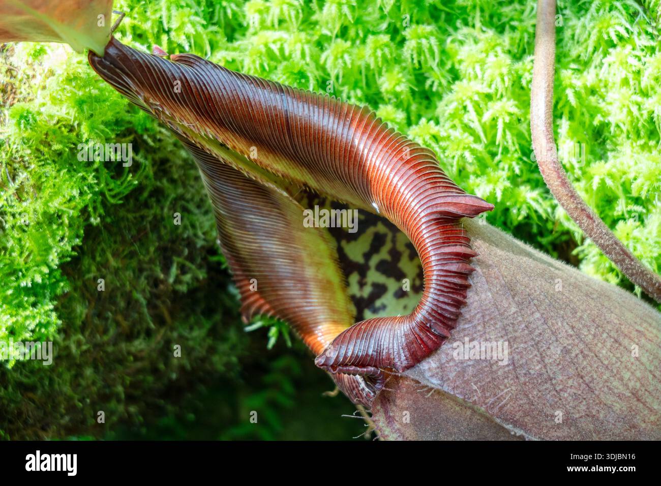 Large Nepenthes carnivorous plants grow among orchids under tropical light  in the lush greenery of Singapore Botanic Gardens Stock Photo - Alamy