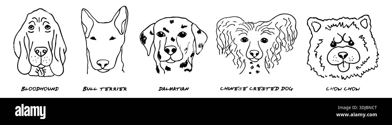 Doodle heads of different breeds dogs set Stock Vector Image & Art - Alamy