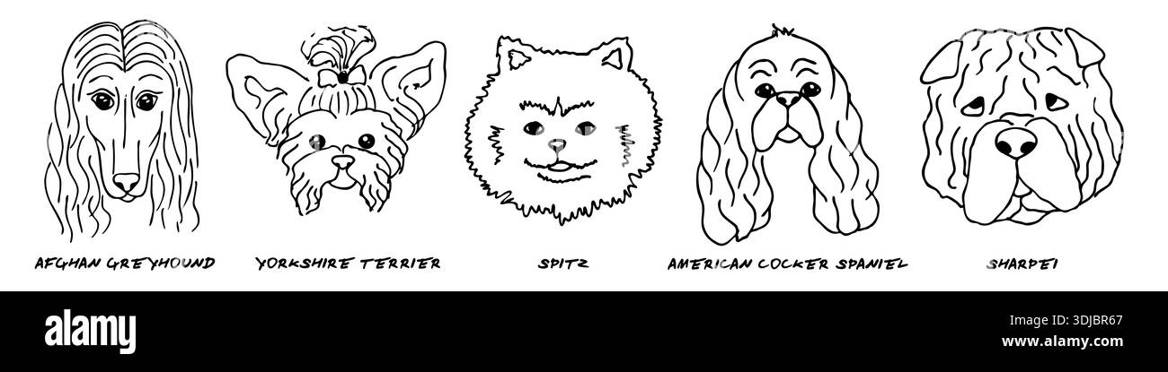Doodle heads of different breeds dogs set Stock Vector Image & Art - Alamy