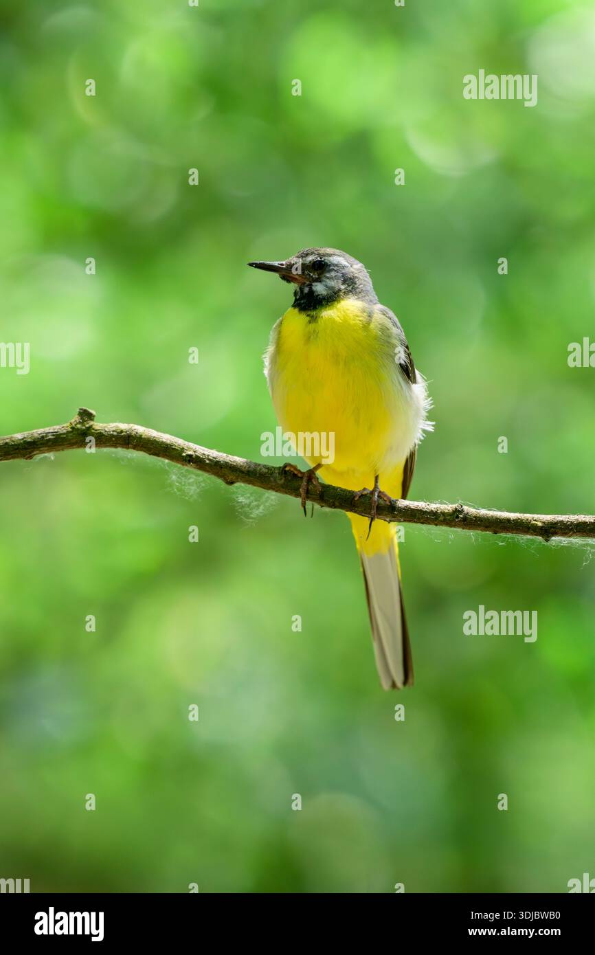 Gray Wagtail male Stock Photo