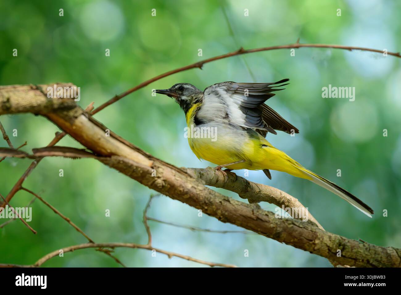 Gray Wagtail male stretching his wings Stock Photo