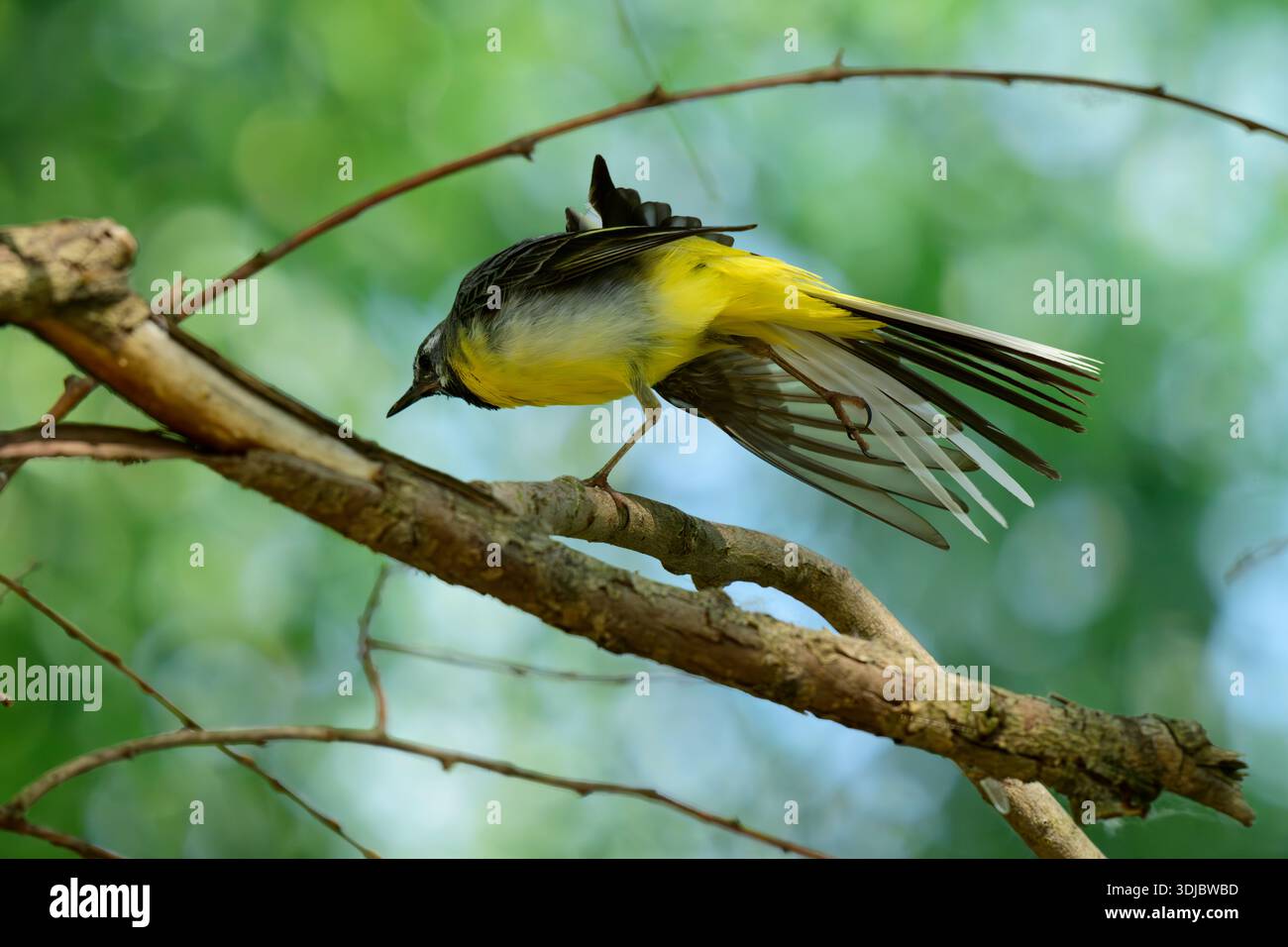 Gray Wagtail male stretching his wings Stock Photo