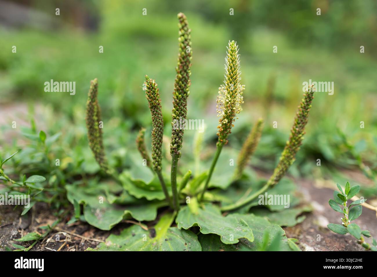 Plantain flowering plant with green leaf. Plantago major leaves and ...
