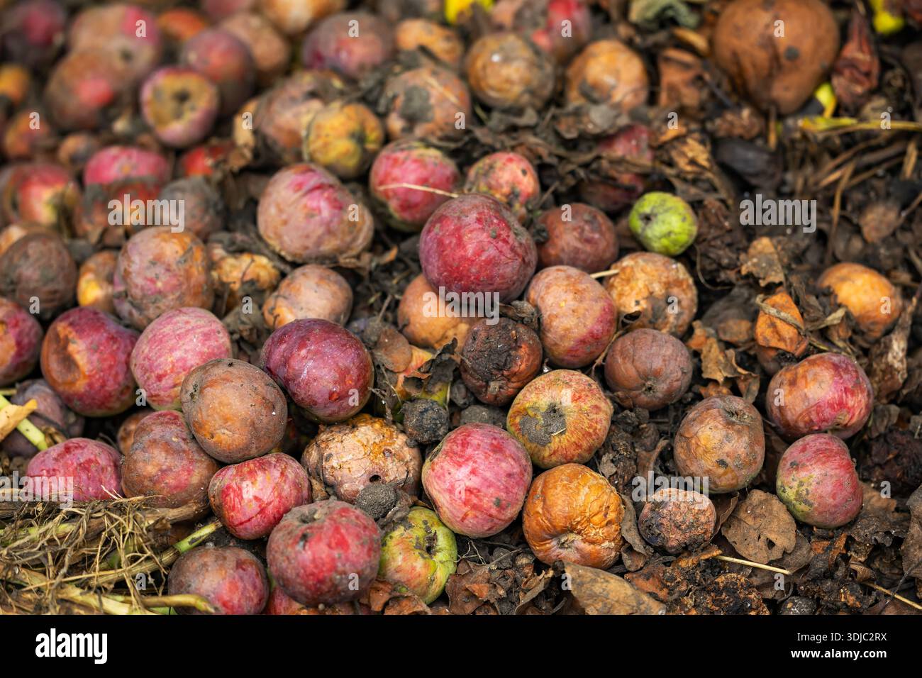 3 Rotten Apples Rotten apples. Fallen rotten apples. Rotten apples like thrown garbage ...