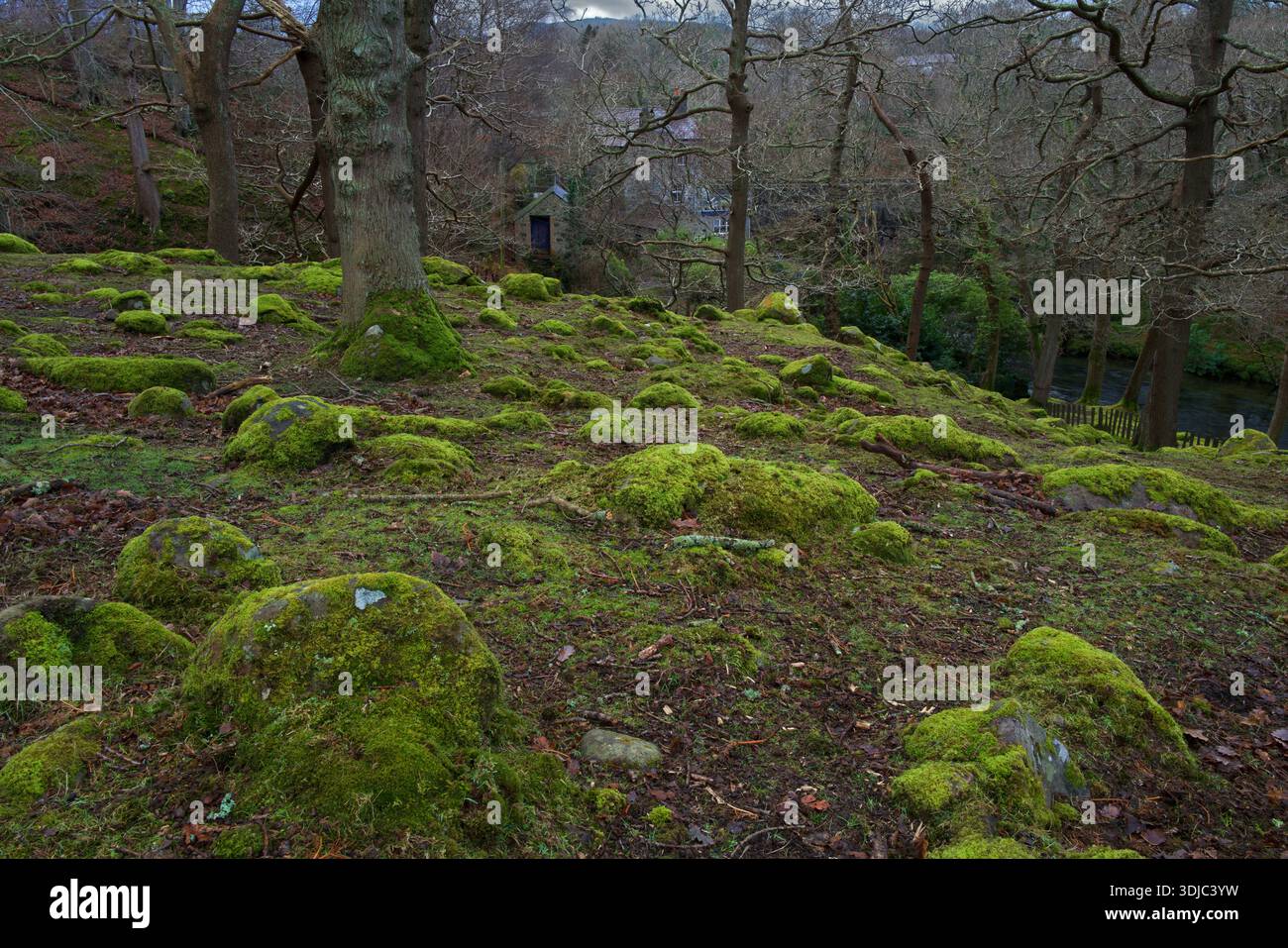 Coed Cochwillan is woodland in the Ogwen Valley on the northern perimeter of Snowdonia. It is partly covered in ancient oak trees. Stock Photo