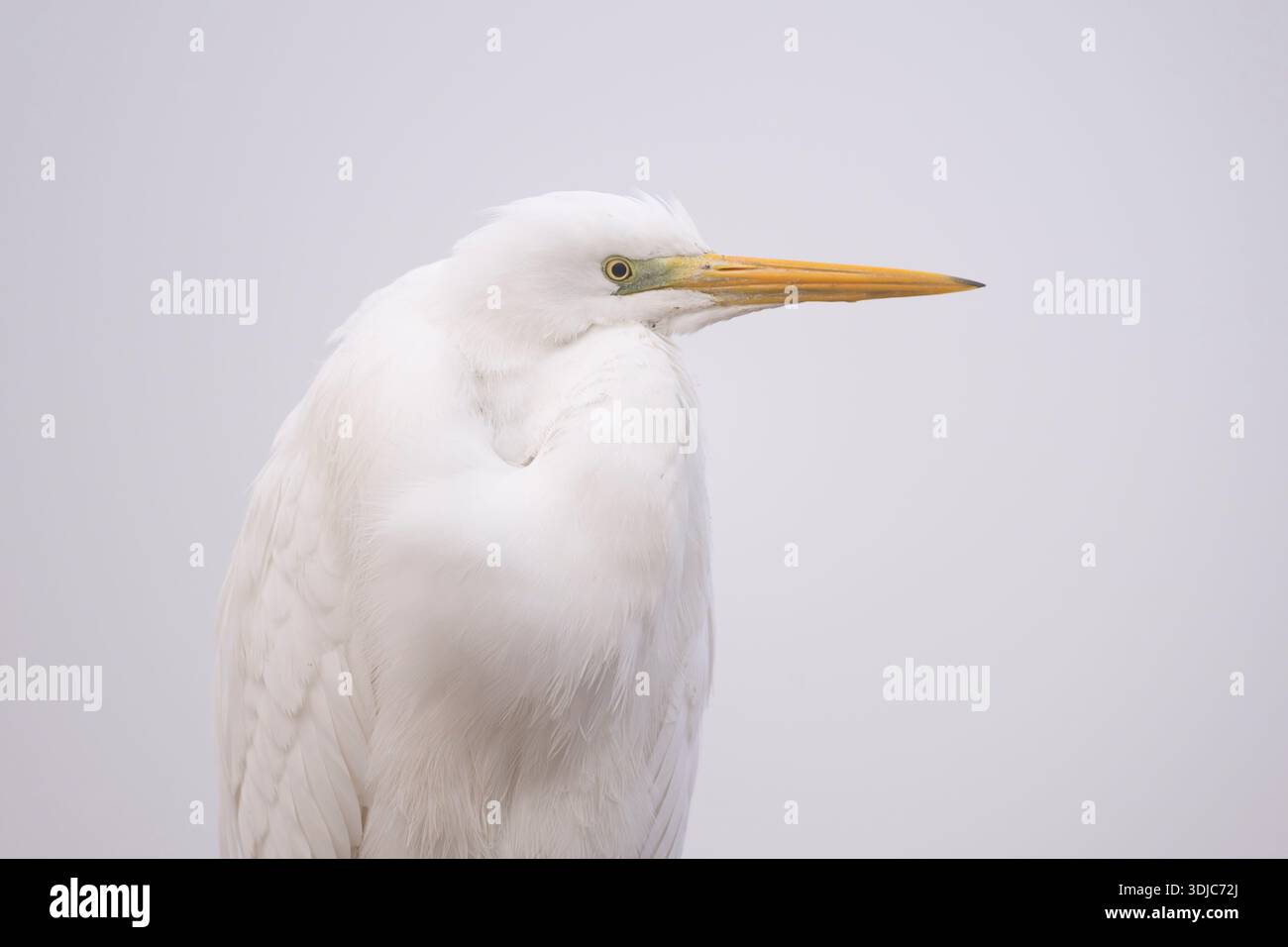 Great White Egret, Ardea alba, Hungary Stock Photo