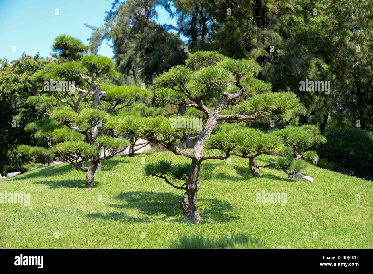 Japanese pine trees hi-res stock photography and images - Alamy