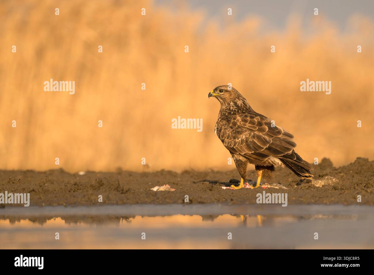 Common Buzzard, Buteo buteo, Hungary Stock Photo