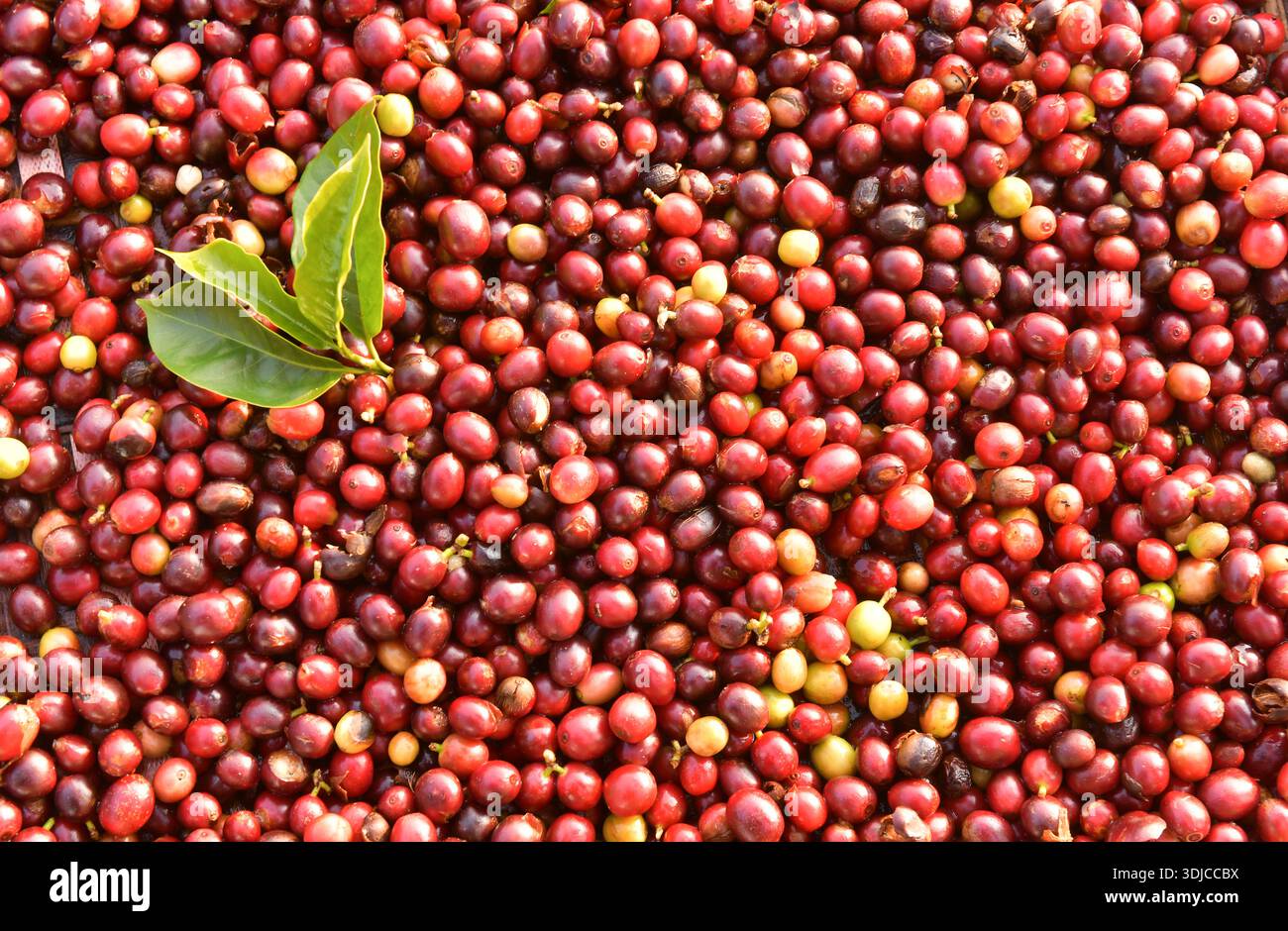 Full frame close-up of a stack of freshly picked coffee cherries Stock Photo
