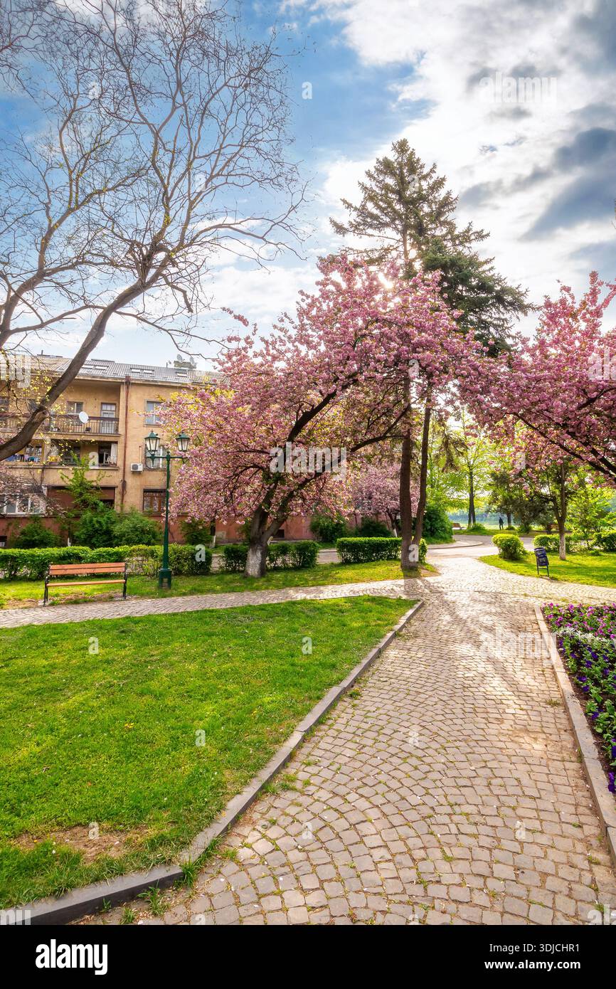 uzhhorod ukraine - 26 apr 2015: fresh cherry blossom in masaryk park. beautiful spring season in uzhhorod. delicate pink sakura tree in full bloom abo Stock Photo