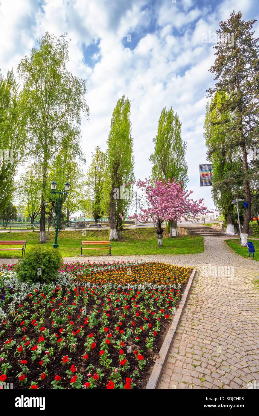 uzhhorod ukraine - 26 apr 2015: fresh cherry blossom in masaryk park. beautiful spring season in uzhhorod. delicate pink sakura tree in full bloom abo Stock Photo