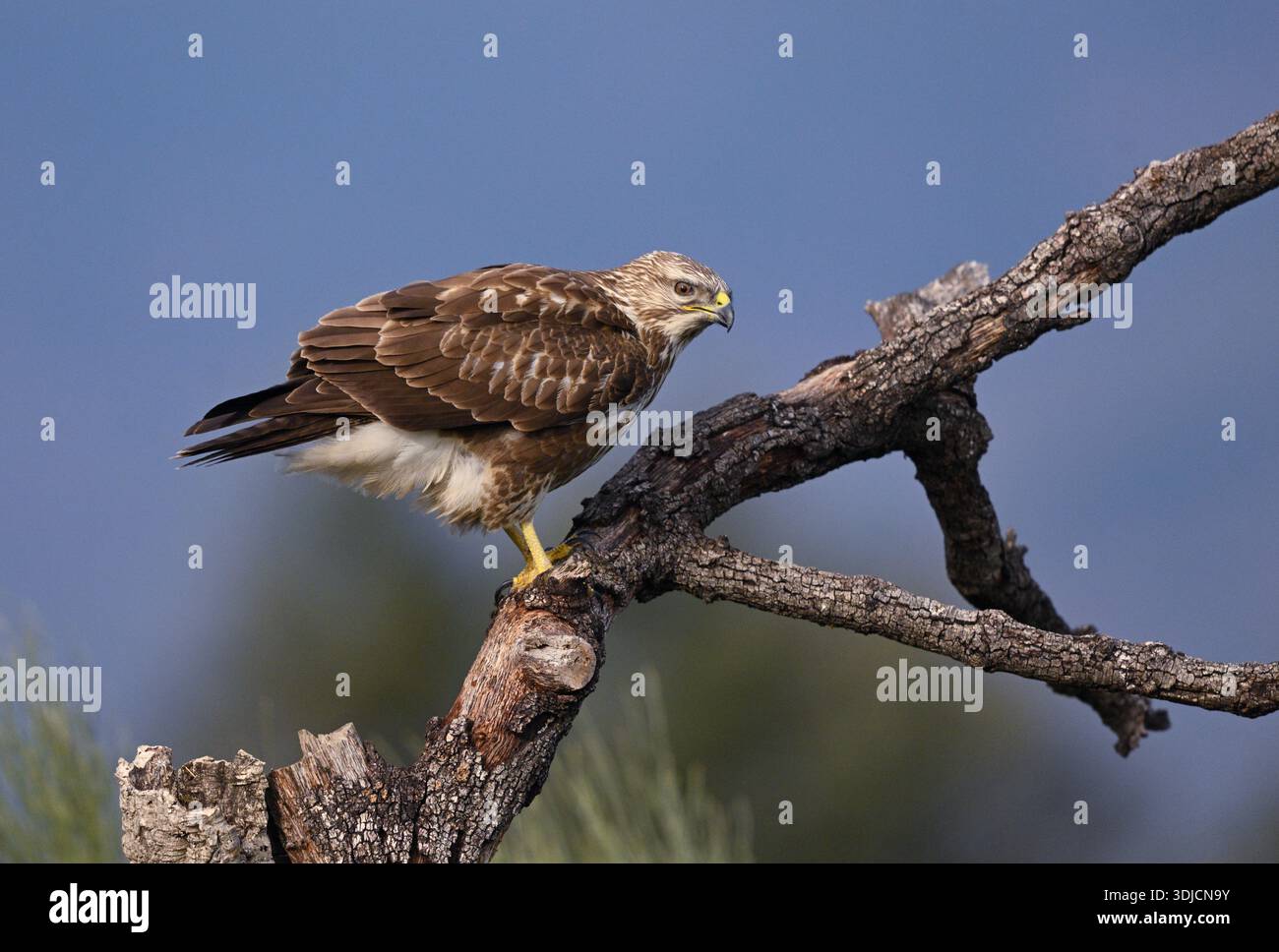 Common Buzzard perched on weathered branch against blue sky Stock Photo
