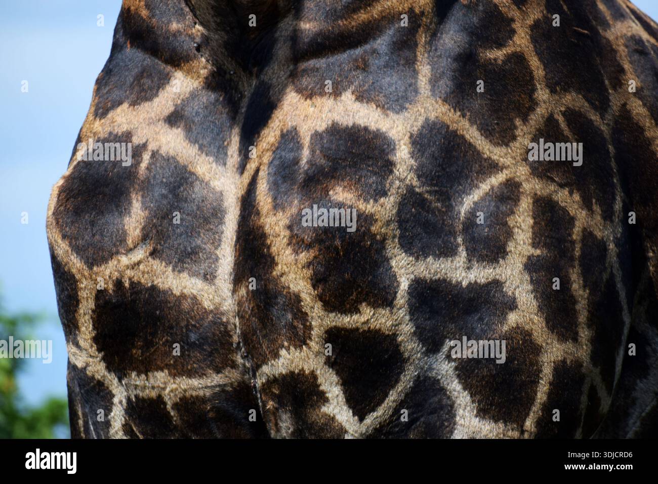 Giraffe skin texture Stock Photo