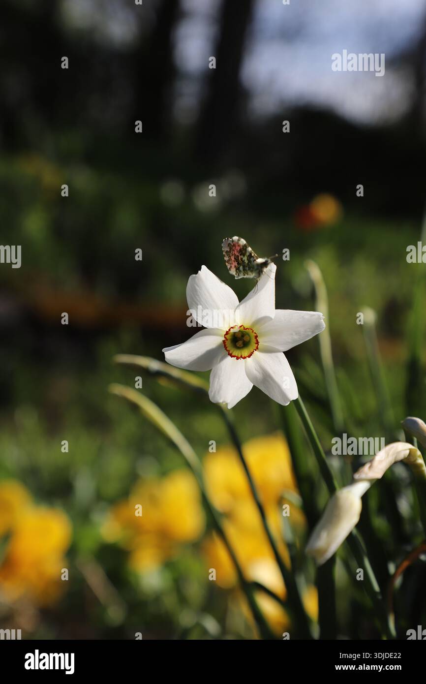 A small butterfly sits on the petal of a daffodil, 'Poet's Narcissus', blooming in the garden. Stock Photo