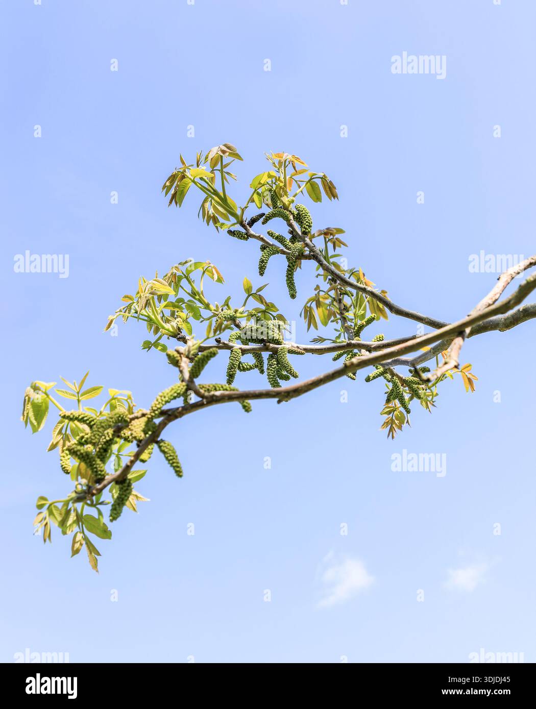 Black walnut (Juglans nigra) catkins are the tree's drooping, green, male flower clusters that emerge in spring alongside new leaves, England, UK Stock Photo
