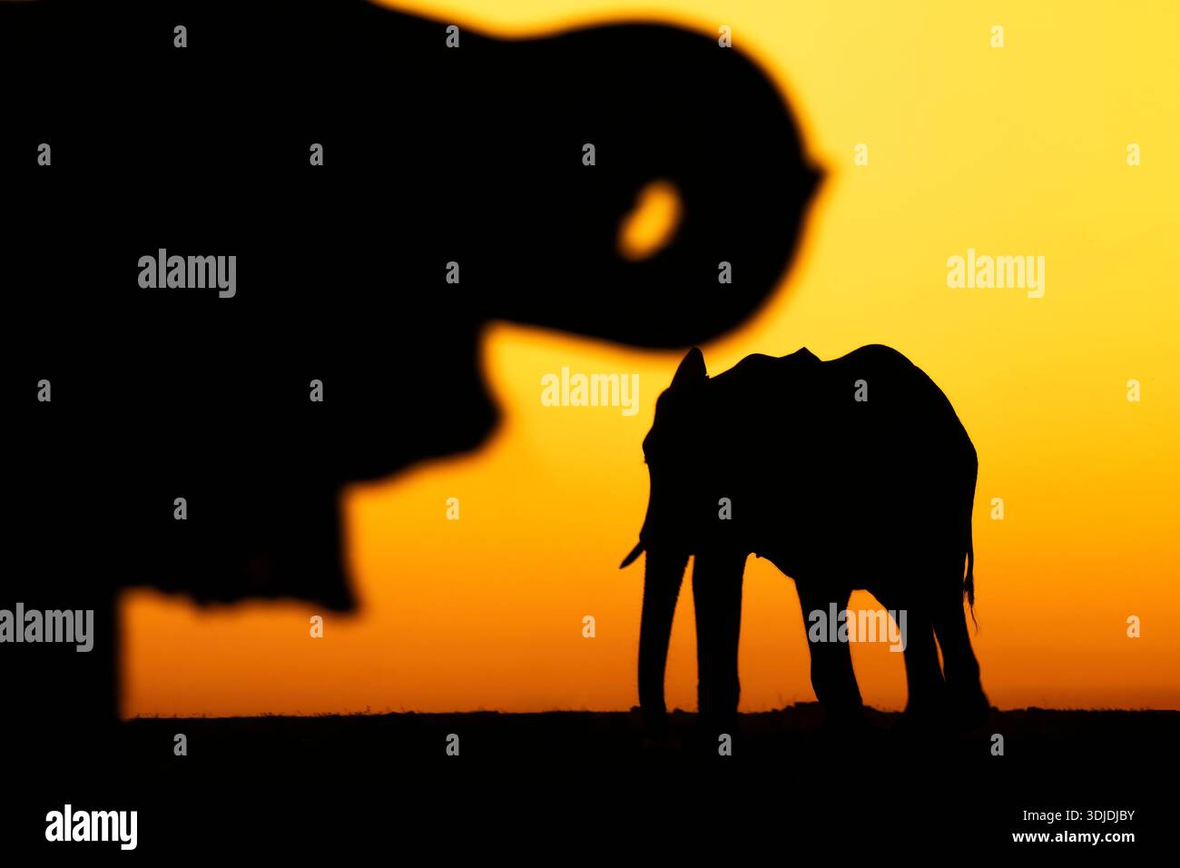 Elephants (Loxodonta africana), Chobe national park, Botswana Stock Photo