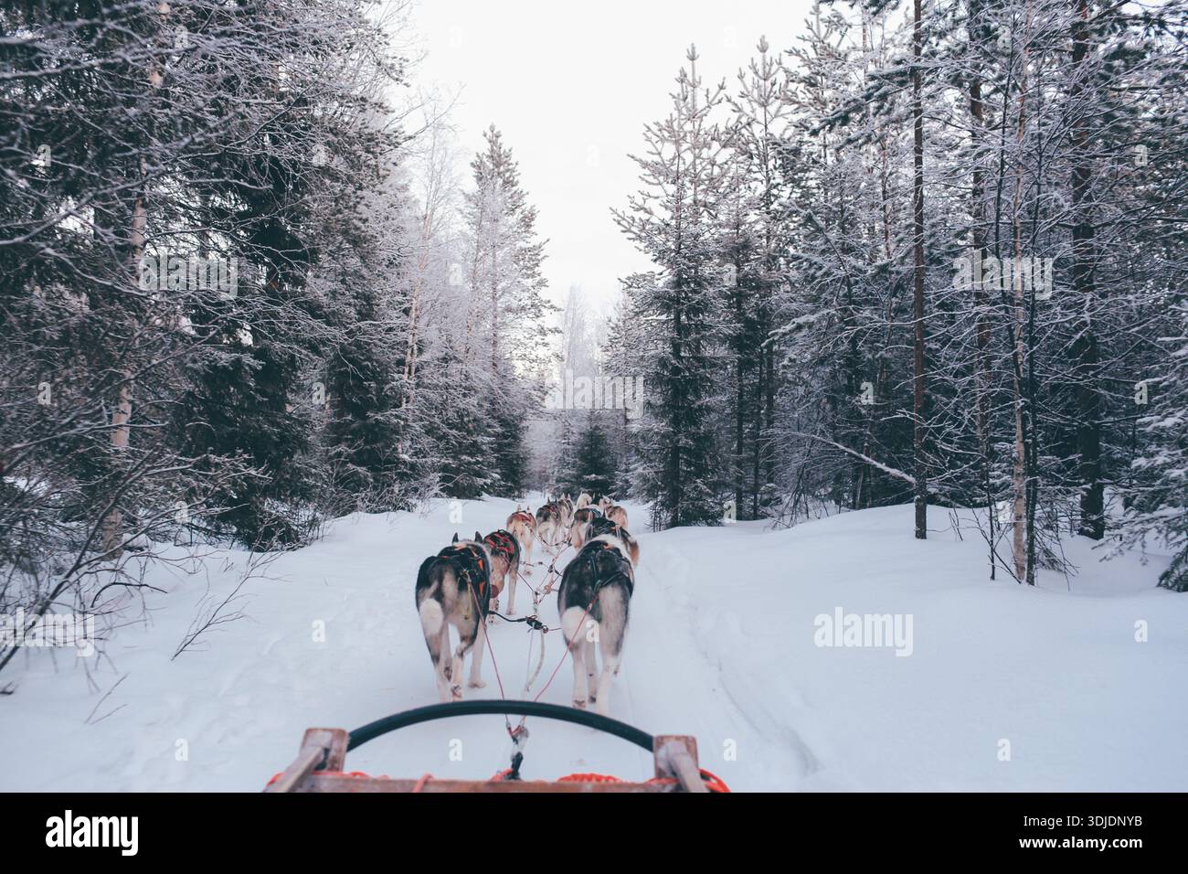 Husky dog sled team pulling through a snowy forest path in winter Stock ...