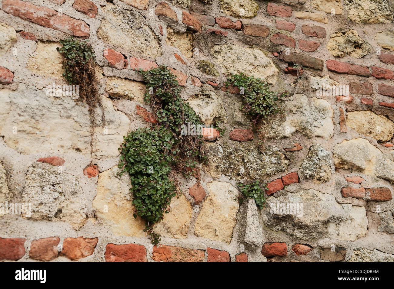 Old brick wall plants growing hi-res stock photography and images - Alamy