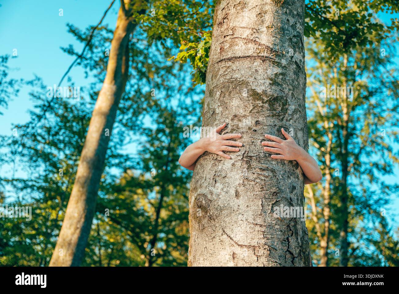Tree Hugging Human Tree hugger in forest. Close-up of human arms hugging a tree ...