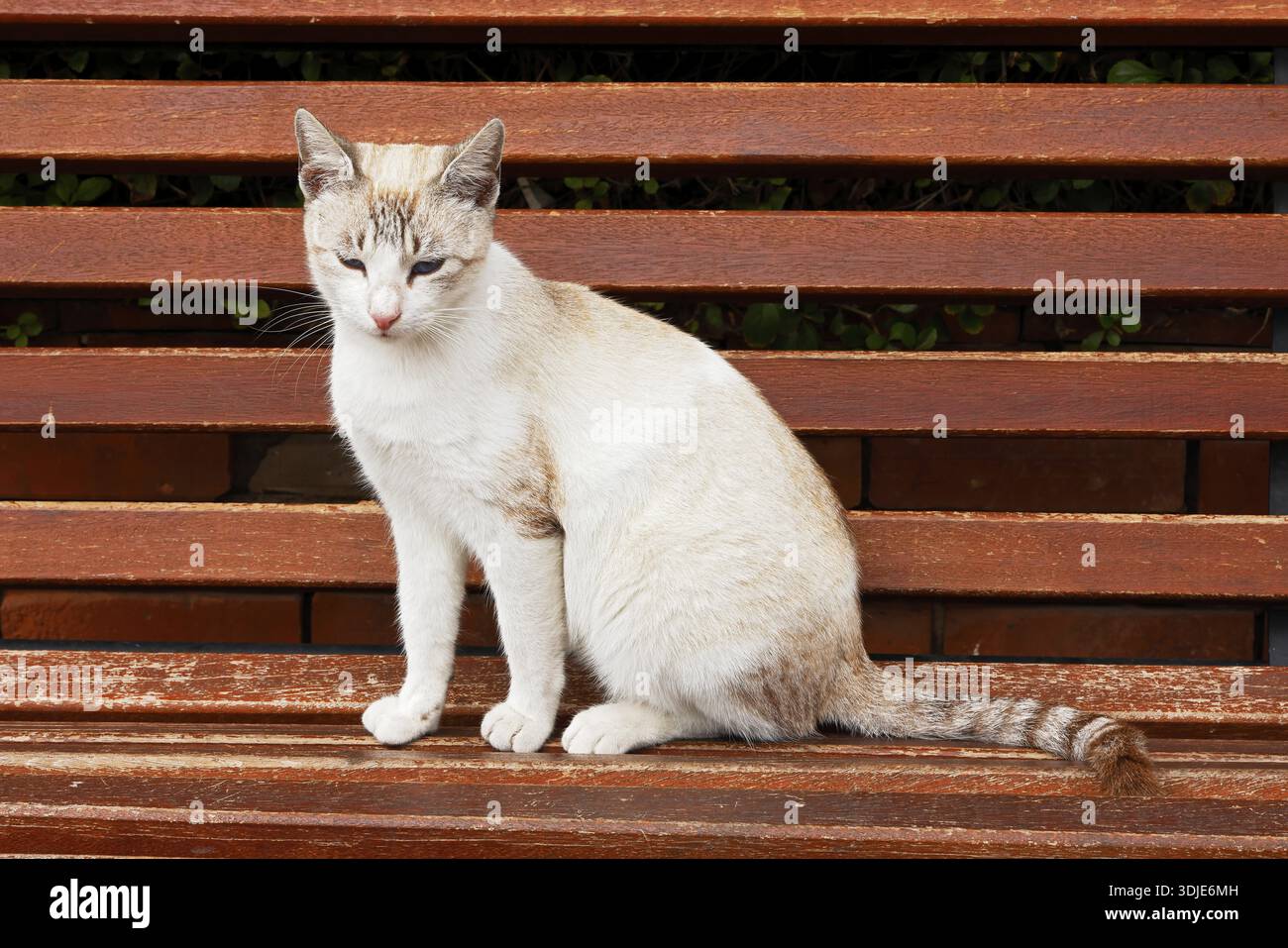 Cat sitting on a park bench, Marrakech, Morocco Stock Photo