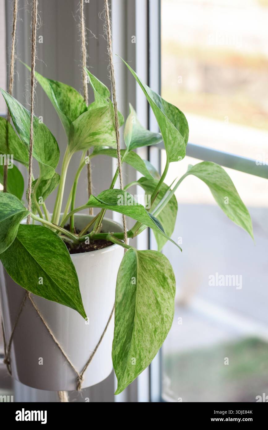 buy online snake plant Buy Large Sansevieria Laurentii Plant Online in India main image 0