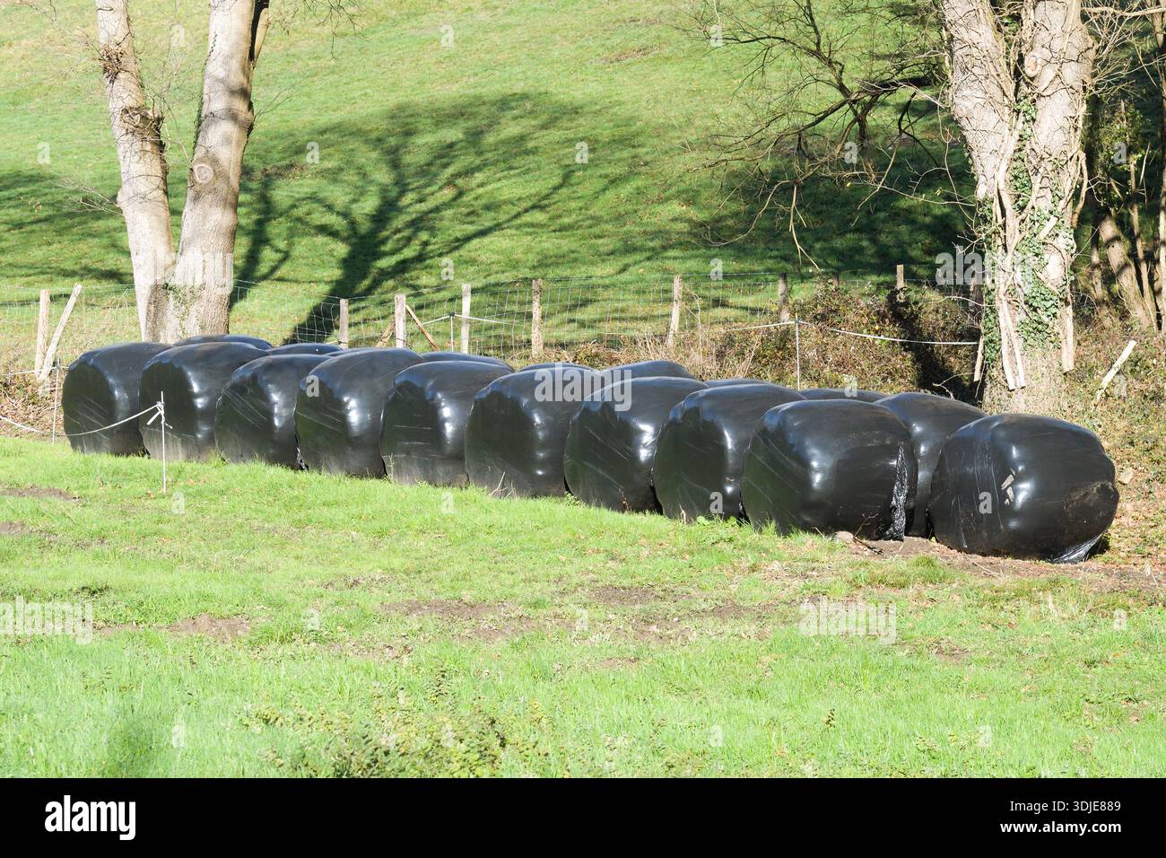 Balls of grass stored in a meadow in winter Stock Photo