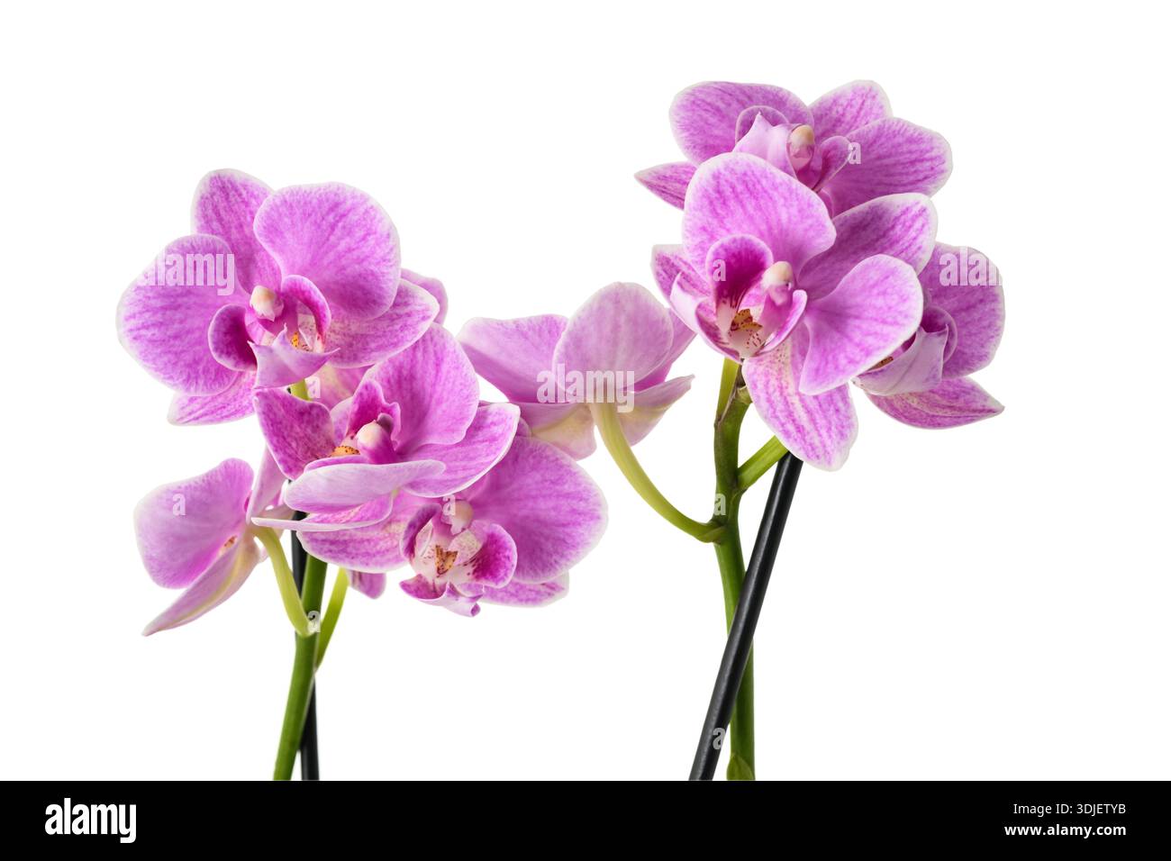 Pink orchids flowers isolated on white background Stock Photo