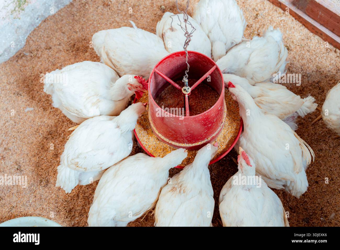 Broiler chickens eating feed from a circular feeder, showing livestock ...