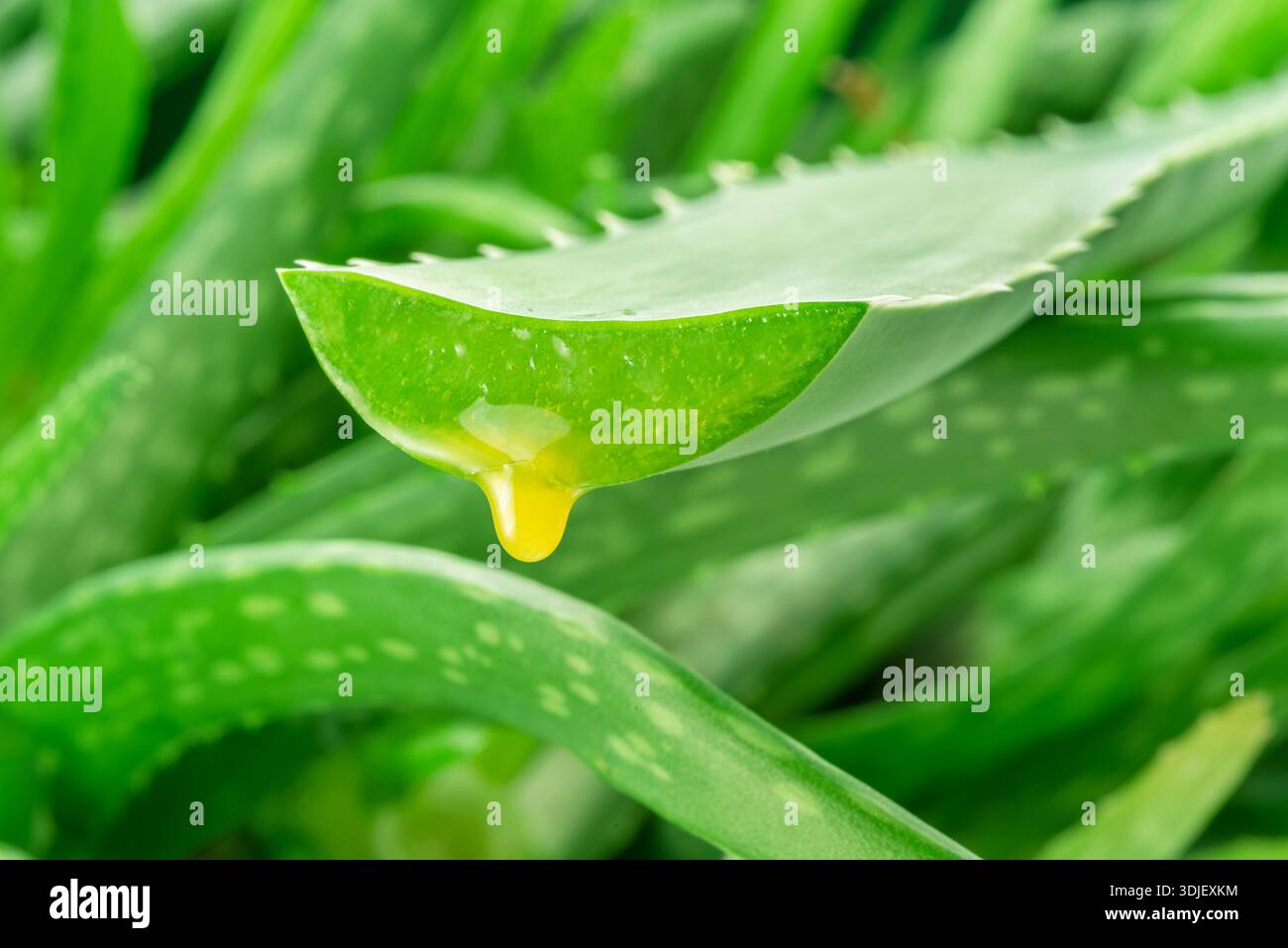 Aloe gel dropping from fresh aloe vera leaf cut. Aloe Vera plant at the  background Stock Photo - Alamy