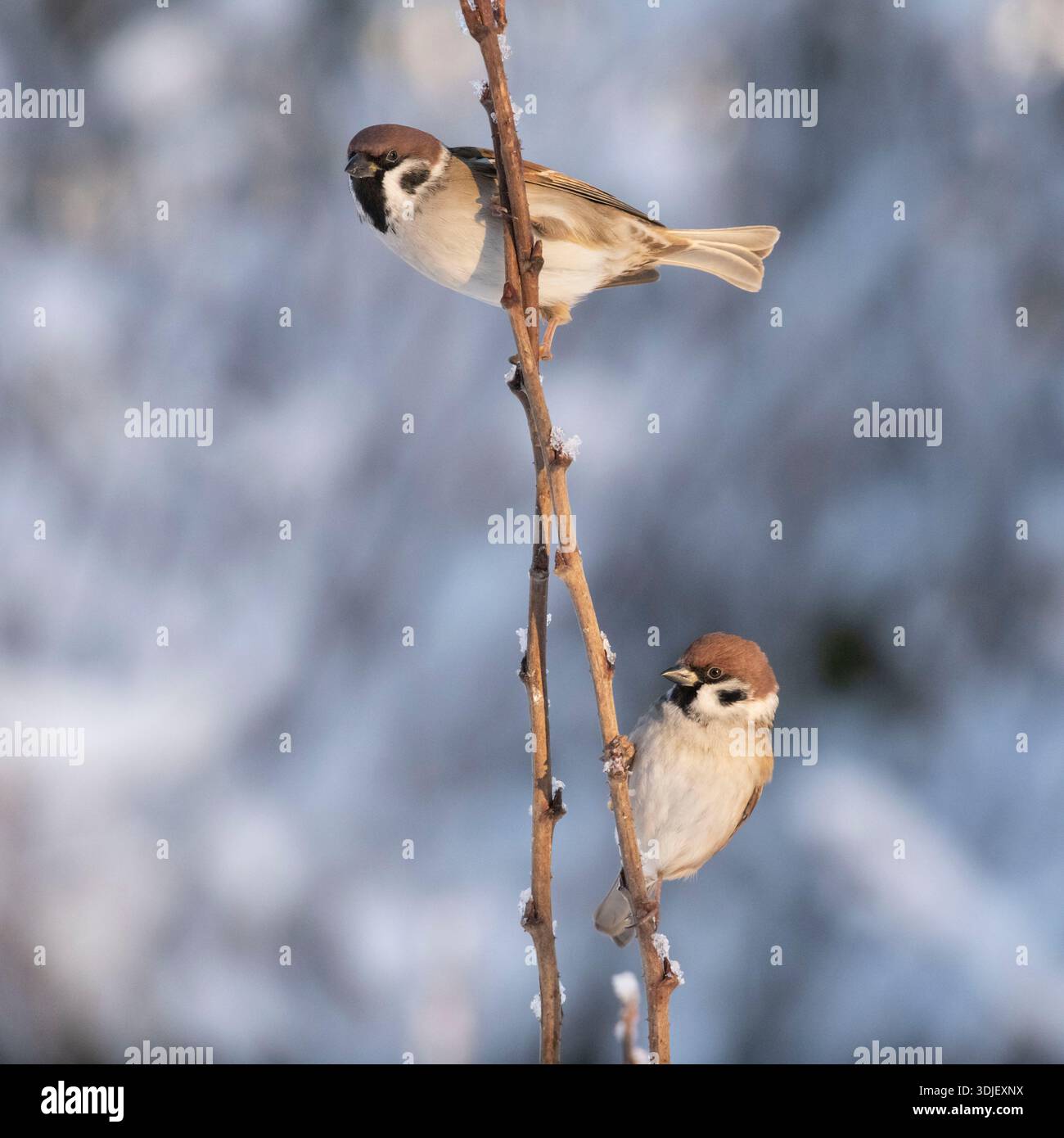 Two Tree Sparrows (Passer Montanus) Perching on Plant Stems During Winter Stock Photo
