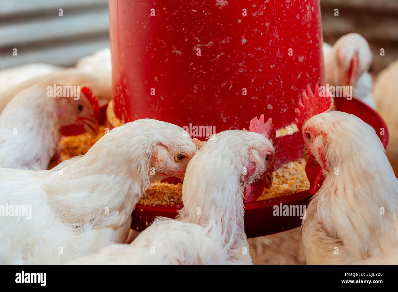 White chickens consuming feed from a red automatic feeder on a farm Stock Photo